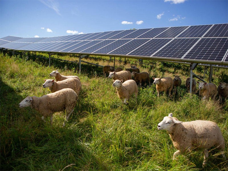 Solar Europe 2024: Tecnologia Fotovoltaica Agrícola Inovadora